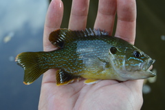 Lepomis cyanellus