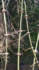 Ephedra equisetina