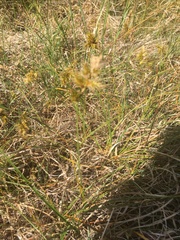 Carex arenaria