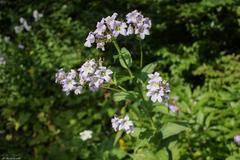 Campanula lactiflora