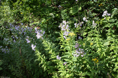 Campanula lactiflora