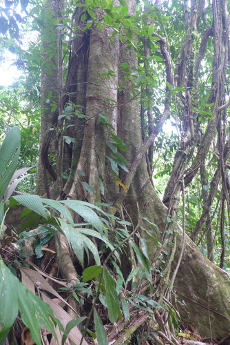 Peltogyne purpurea - Whole tree