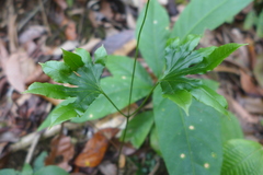 Lygodiaceae