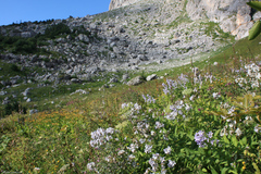 Campanula lactiflora