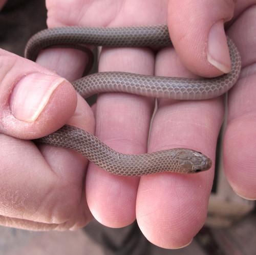 Mosauer’s Ground Snake