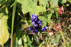 Gentiana septemfida
