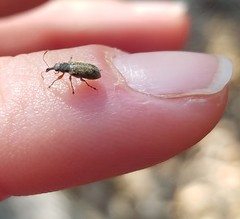 Nemonychidae