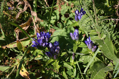 Gentiana septemfida