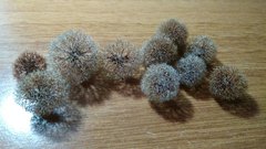 Calligonum caput-medusae