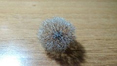 Calligonum caput-medusae