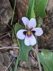 Viola cuneata