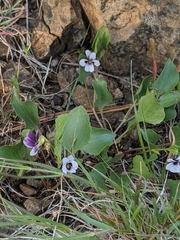 Viola cuneata