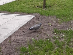 Columba palumbus