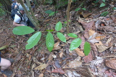 Ormosia coccinea subsimplex