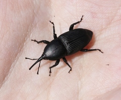 Scyphophorus yuccae