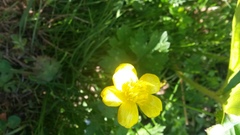 Ranunculus repens