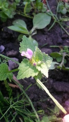 Lamium purpureum