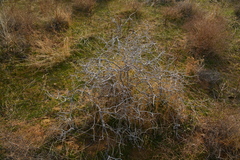 Calligonum caput-medusae