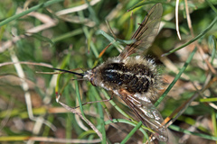Bombylius analis