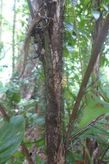 Bactris