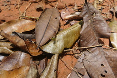 Poecilopompilus mixtus
