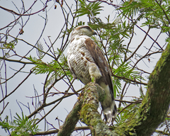 Buteo nitidus