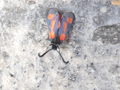 Zygaena sarpedon