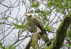 Buteo nitidus