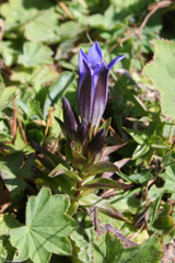 Gentiana septemfida