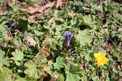 Gentiana septemfida