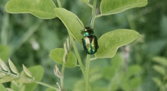 Chrysolina fastuosa