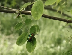 Chrysolina fastuosa