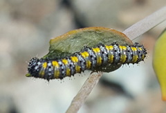 Pontia sisymbrii