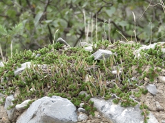 Selaginella wrightii