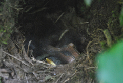 Turdus merula syriacus
