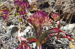 Allium falcifolium