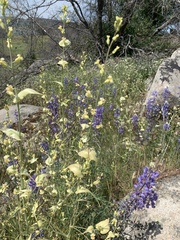 Streptanthus diversifolius
