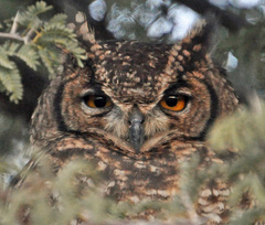 Bubo