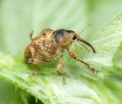 Curculio venosus