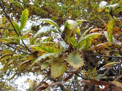 Quercus castaneifolia
