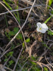 Oxalis minuta
