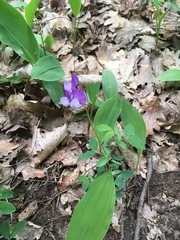 Lathyrus laxiflorus