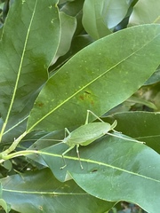 Pterophylla (Pterophylla) camellifolia image
