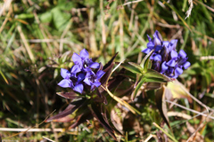 Gentiana septemfida