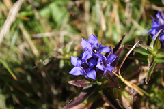 Gentiana septemfida