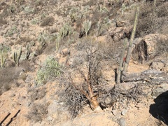 Vasconcellea chilensis