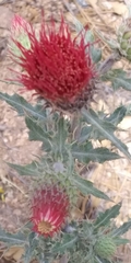 Cirsium arizonicum