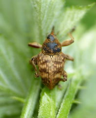 Curculio venosus