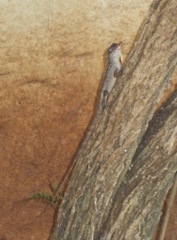 Anolis sagrei