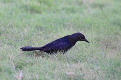 Quiscalus niger